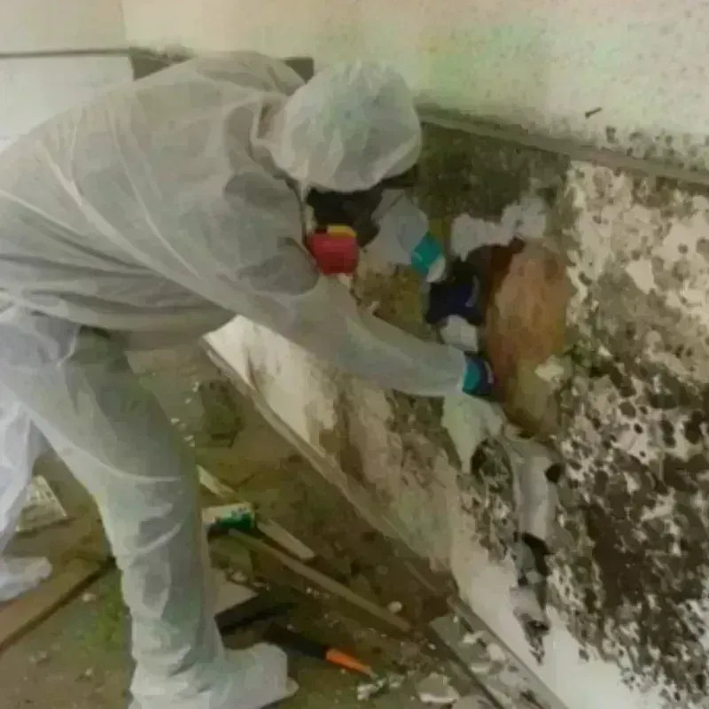 Mold Remediation and Removal in Atlantic Beach, NC